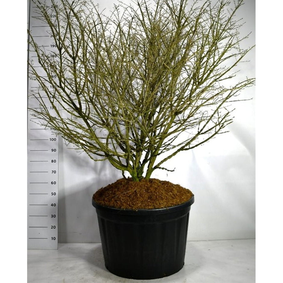 Vingbenved – Euonymus alatus - C230 150-175 cm. Sol